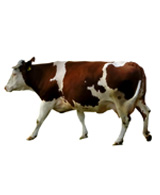 ძროხის ჯიშები